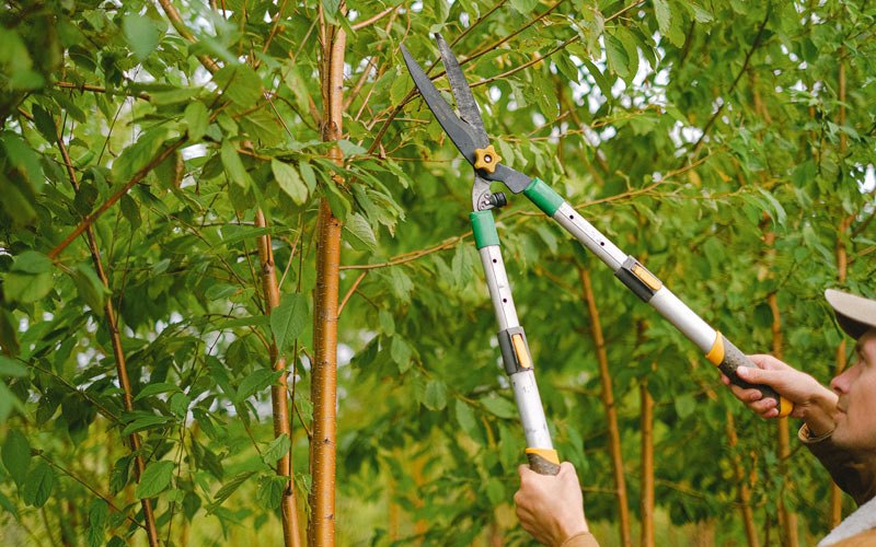 Tree trimming in Miltonvale, KS